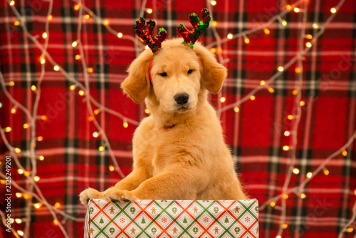 Adorable Golden Retriever puppy wearing sparkly red and green sequin antlers sitting inside a wrapped Christmas gift box.