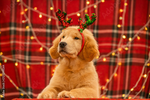 Cute Golden Retriever puppy wearing festive sequined reindeer antlers looking attentive against cozy Christmas lights background.