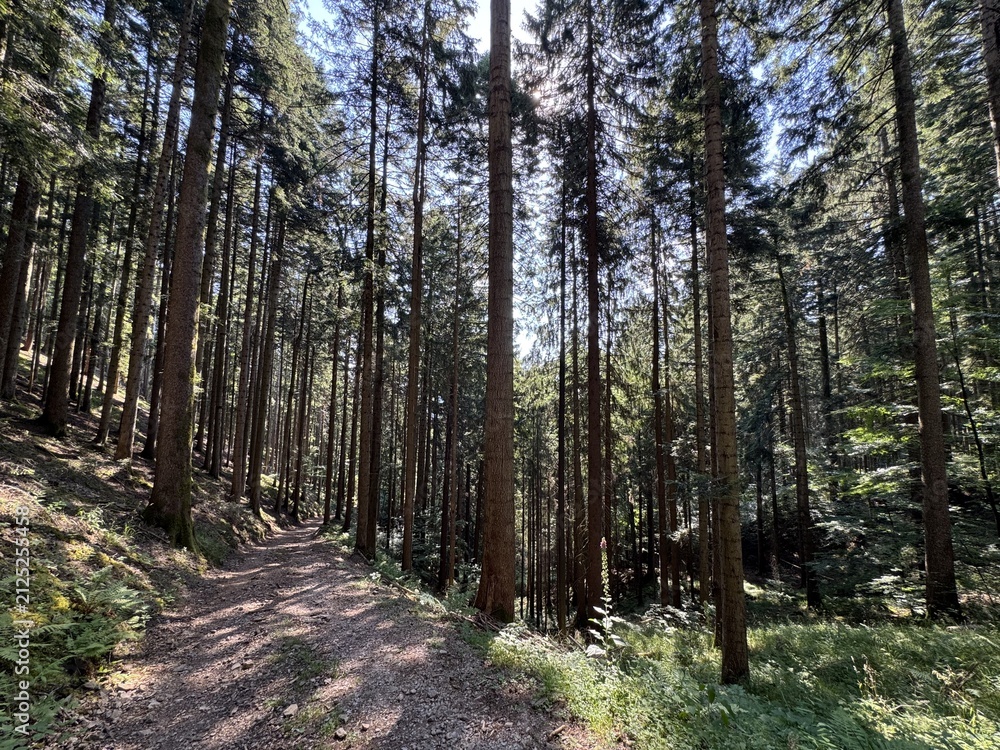 Obraz premium Hiking trails and Walking paths in the Black Forest National Park, Germany - Wanderwege und Spazierwege im Nationalpark Schwarzwald, Deutschland - Sentiers de randonnée et chemins pédestres dans
