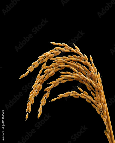 Golden ripe rice panicles isolated on black background, close-up of mature paddy ears showcasing an abundant harvest and agricultural beauty.

