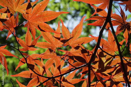 Red maple leaves (Victoria, BC, Canada)