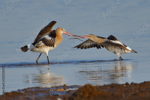 Konstfotografi Two Black-tailed Godwits (Limosa limosa) interacting in shallow wetland water during natural behavior