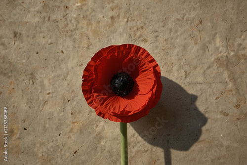 Single red poppy flower close up against textured stone wall background with soft shadow under direct sunlight in minimal artistic style.