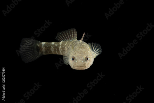 Forktongue goby (Chaenogobius annularis), TL:50mm