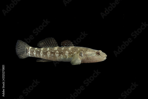 Forktongue goby (Chaenogobius annularis), TL:50mm