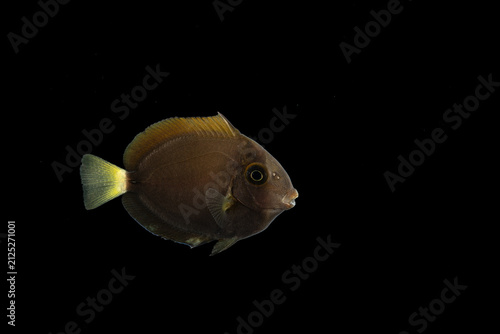 Eyestripe surgeonfish (Acanthurus dussumieri) juvenile, TL:35mm