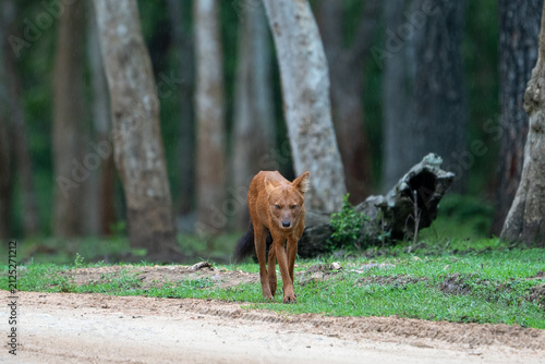 Indian Dhole Walking Along Forest Track in Tropical Deciduous Forest, Bandipur Tiger Reserve, India