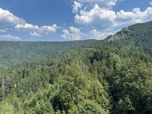 Mixed forest in the Black Forest National Park or mixed trees of the Black Forest, Germany - Mischwald im Nationalpark Schwarzwald oder Mischwälder des Schwarzwaldes, Deutschland