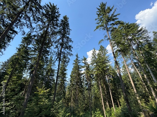 Mixed forest in the Black Forest National Park or mixed trees of the Black Forest, Germany - Mischwald im Nationalpark Schwarzwald oder Mischwälder des Schwarzwaldes, Deutschland
