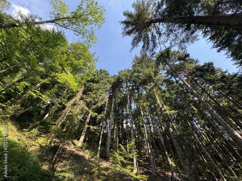 Mixed forest in the Black Forest National Park or mixed trees of the Black Forest, Germany - Mischwald im Nationalpark Schwarzwald oder Mischwälder des Schwarzwaldes, Deutschland
