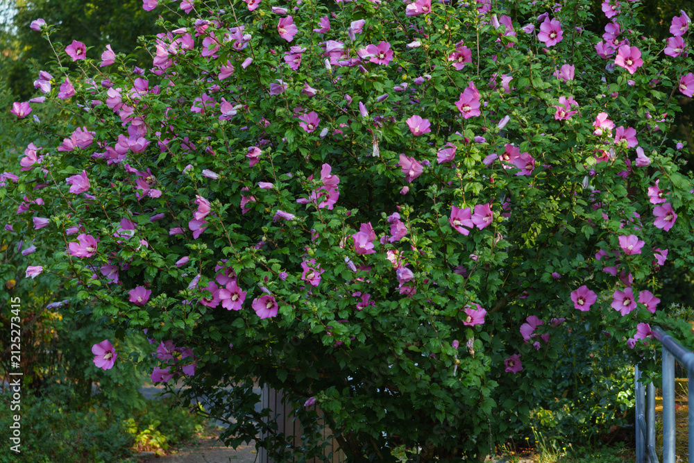 Obraz premium Im Park steht ein schöner großer blühender Hibiscus in Blüte zart pink