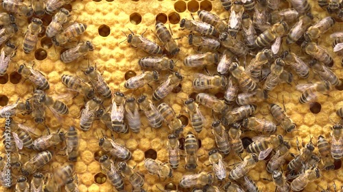 Honey Bee Brood Larvae Pupae Capped Cells Closeup