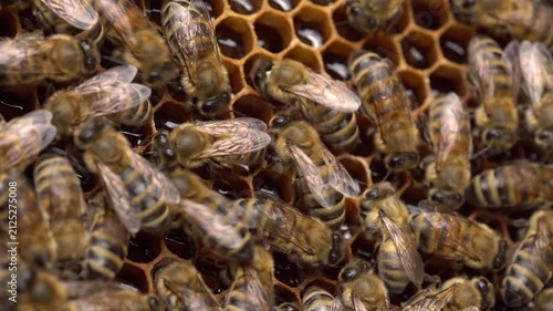Honeycomb Cells With Honey Macro Closeup Beekeeping Background