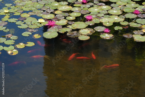 pond with red fish. beautiful pond covered with pink lilies. decorative red fish swim in the pond