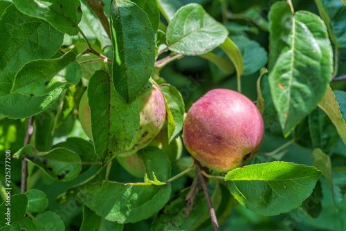 Ripening apple fruits on tree in a garden, natural light, summer