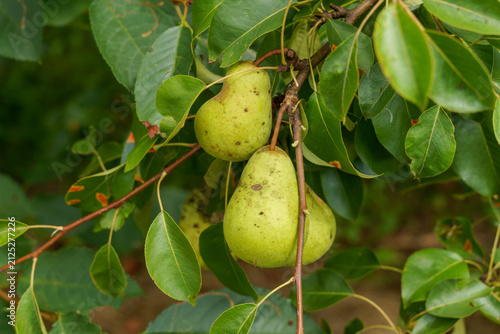 Ripening pear fruits on tree in a garden, natural light, summer
