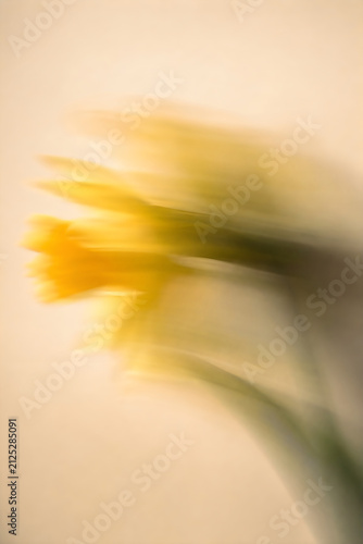 Abstract yellow daffodil flowers with artistic motion blur effect on neutral beige background creates soft dreamy impressionist floral composition for modern interior wall art decor.