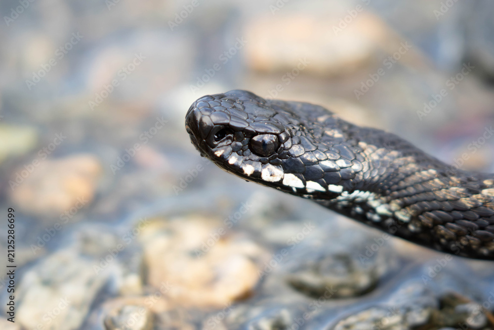 Obraz premium Extreme Close-Up of Common European Viper Head Showing Scale Texture and Eye Details