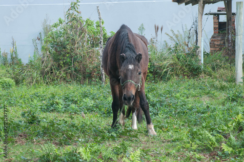 Old Brown horse on the green meadow in the countryside 