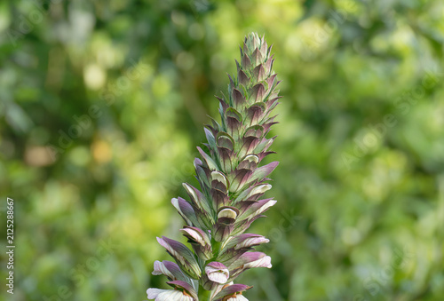 Bears breeches flower spike in close up view