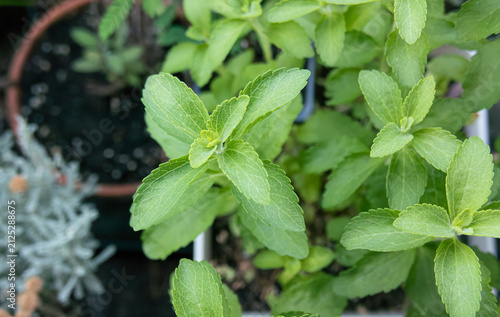 Fresh green stevia plant leaves growing outdoors