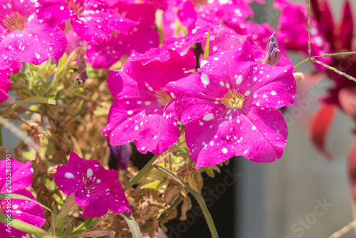 Pink speckled petunia flower close up in bright daylight