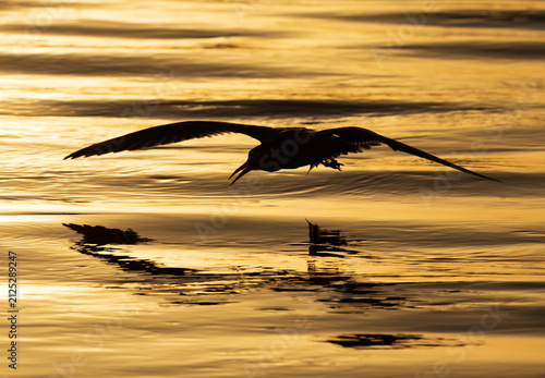 A backlit image of Lesser Crested Tern fishing at tubli, Bahrain