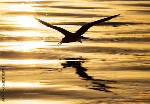 Silhouette of Lesser Crested Tern fishing at Tubli, Bahrain