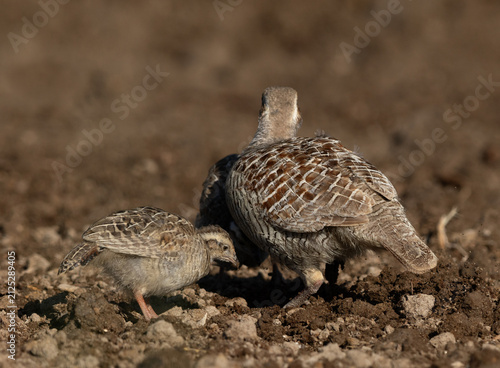 Grey francolin with chicks at Adhari, Bahrain