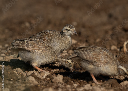 Grey francolin chicks at Adhari farmland, Bahrain