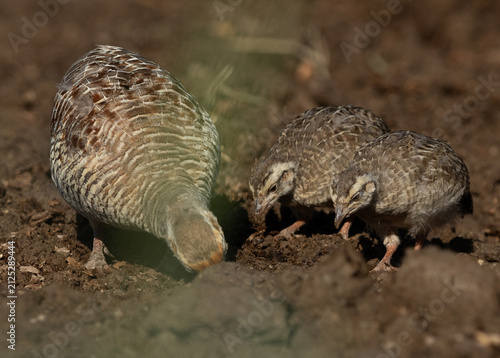 Grey francolin with chicks feeding at Adhari, Bahrain
