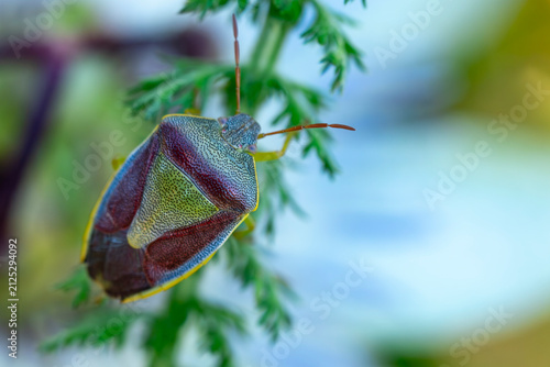 Принти на полотні Close up view of a hairy shieldbug Dolycoris baccarum resting on a wild carrot D