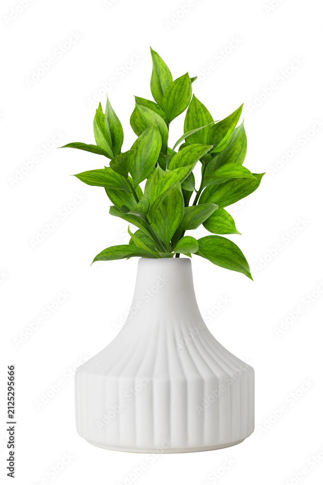 Obraz premium Green leaves of ruscus in a white ceramic vase isolated on white or transparent background