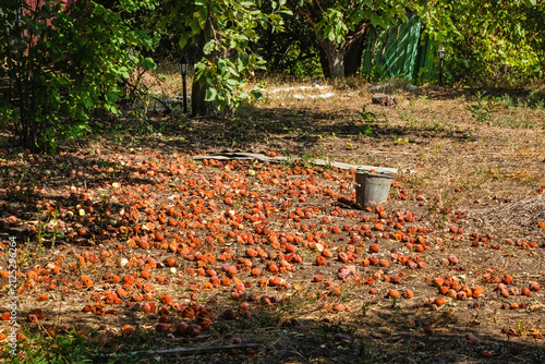 фотографія Lots of fallen rotten apples above the ground under a tree on a sunny summer day