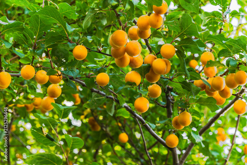 Quadro su tela Prunus cerasifera tree branches heavy with numerous round yellow cherry plums in