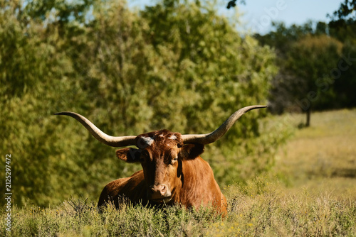 Bild auf Leinwand Brown Texas longhorn cow resting in a sunny pasture with green trees in the back