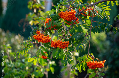Foto Branches with clusters of bright orange rowan berries in autumn, vibrant mountai