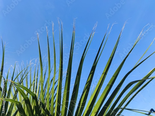 Palm leaves. green palm leaves against the blue sky