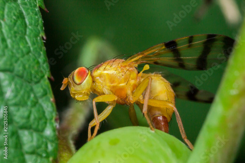 Fotografie Close-Up of Yellow Fruit Fly with Red Eyes and Distinct Wing Patterns