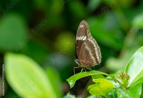 A common crow butterfly perches on a fresh green leaf in a lush garden