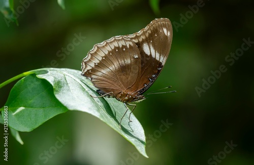 A common crow butterfly perches on a fresh green leaf in a lush garden