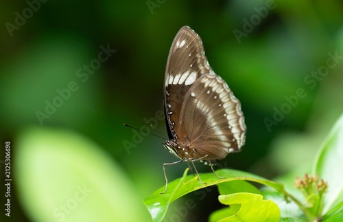 A common crow butterfly perches on a fresh green leaf in a lush garden