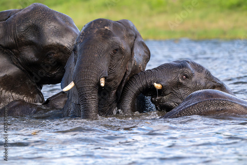 African elephants playing in the Chobe River in Chobe National Park