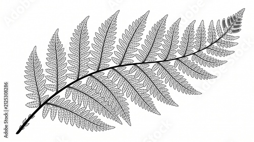 фотографія Fern frond botanical illustration