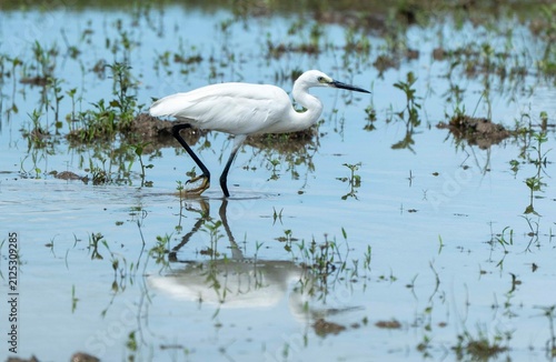 An egret search for food in a paddy field