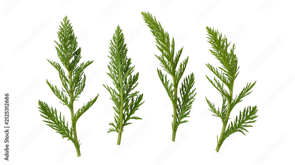 Fototapeta premium Single green yarrow herb stems isolated on transparent background png element