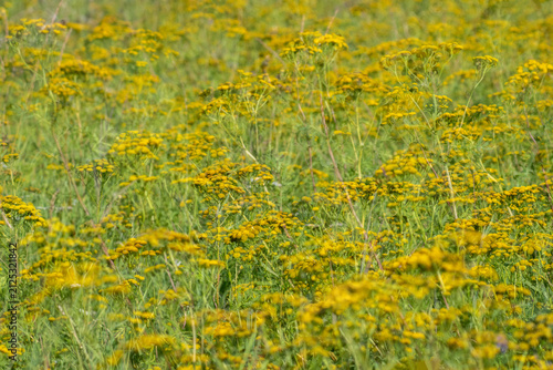 Foto Abstract double exposure background of a wild yellow wildflower field, blurred motion and multiple layers creating a dreamy, painterly summer meadow texture