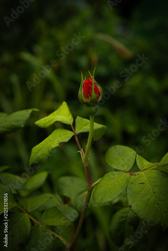 Red rosebud in the garden