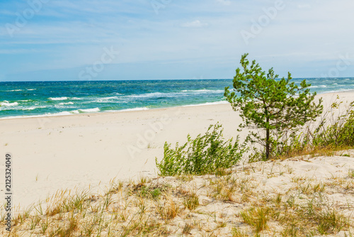 A summer landscape. A view of the Baltic Sea coast. Pine tree (Pinus sylvestris) by the seashore. Hel, Hel Peninsula, Pomerania, Poland