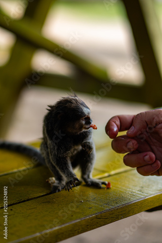 Canvas Print Common Marmoset Wild Monkey Brazilian Wildlife Tropical Forest Nature Native Mam